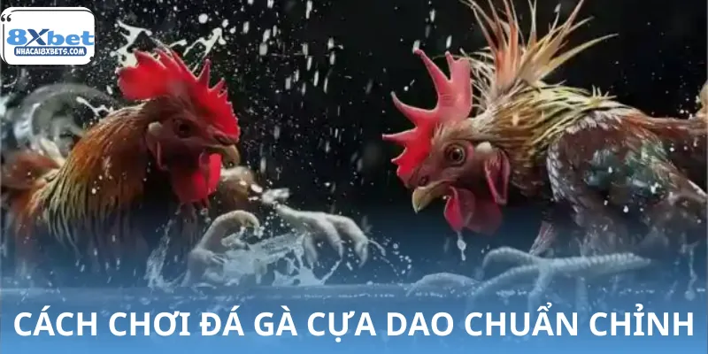 Cách một trận đá gà cựa dao được diễn ra bài bản