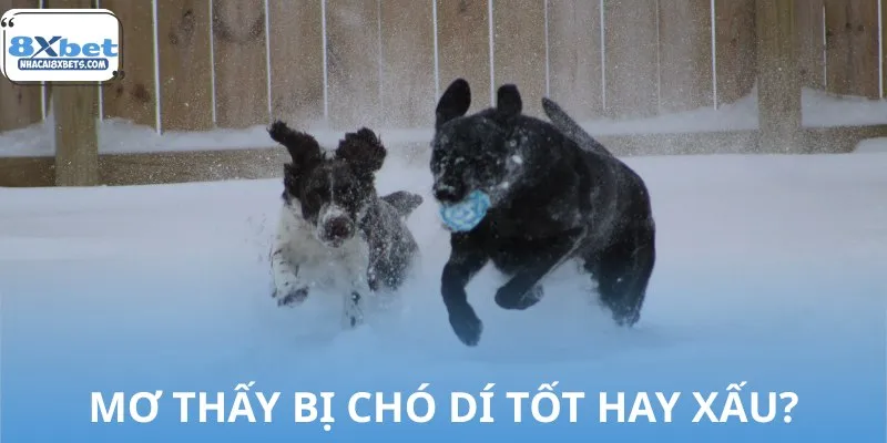 Mơ thấy bị chó dí có thể cảnh báo điềm hên hoặc xui